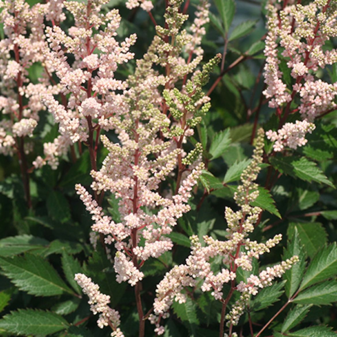 Picture of Astilbe 'Erica'