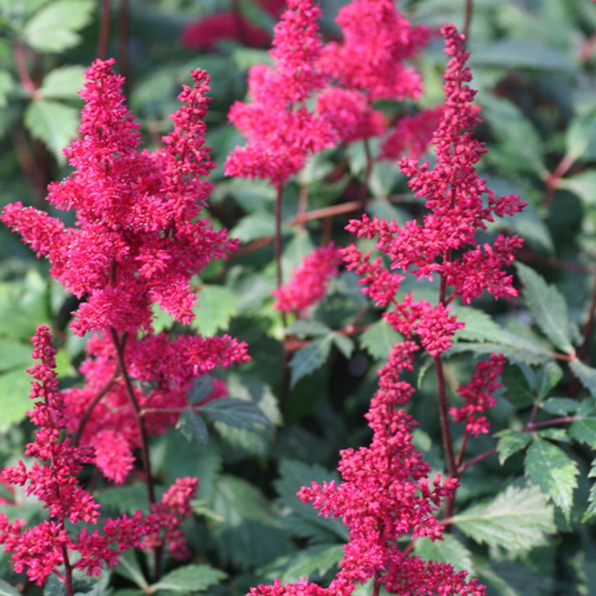 Picture of Astilbe 'Fanal'