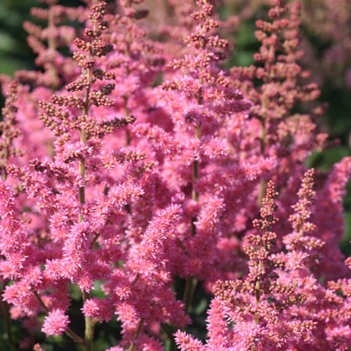 Picture of Astilbe 'Little Vision in Pink'