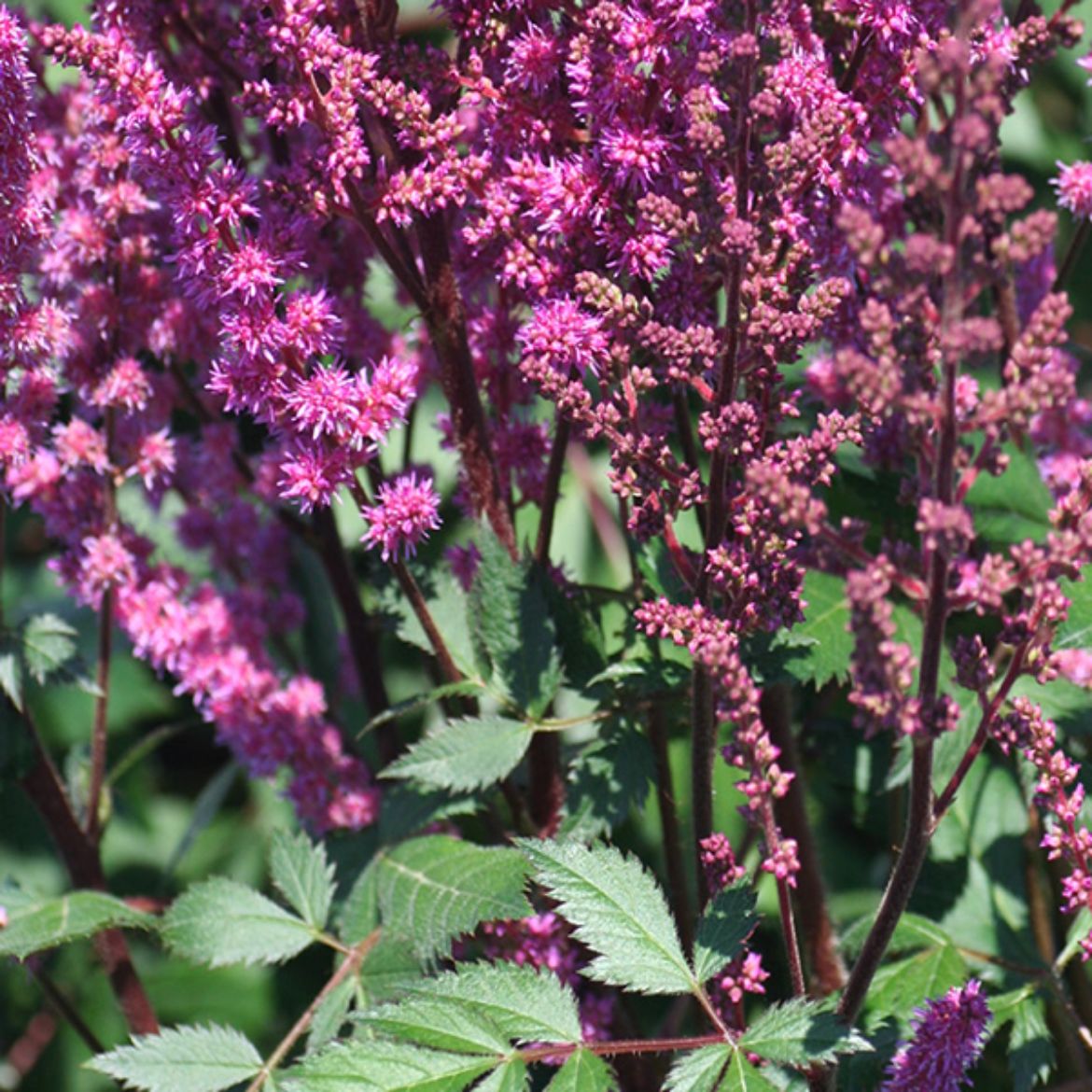 Picture of Astilbe 'Maggie Daley'