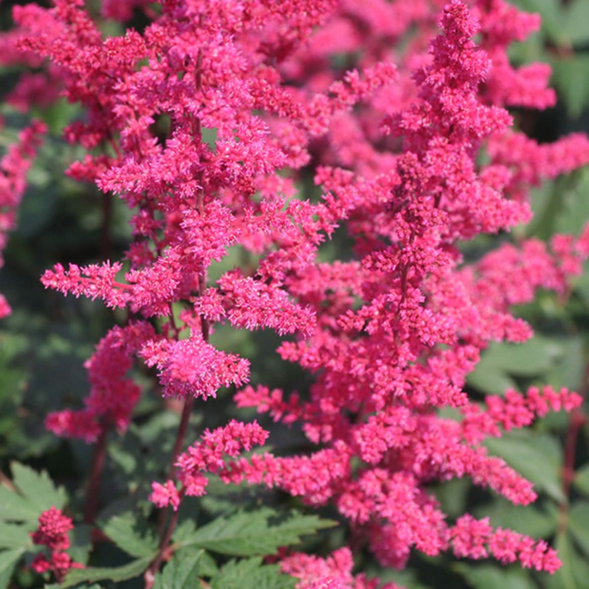 Picture of Astilbe 'Montgomery'