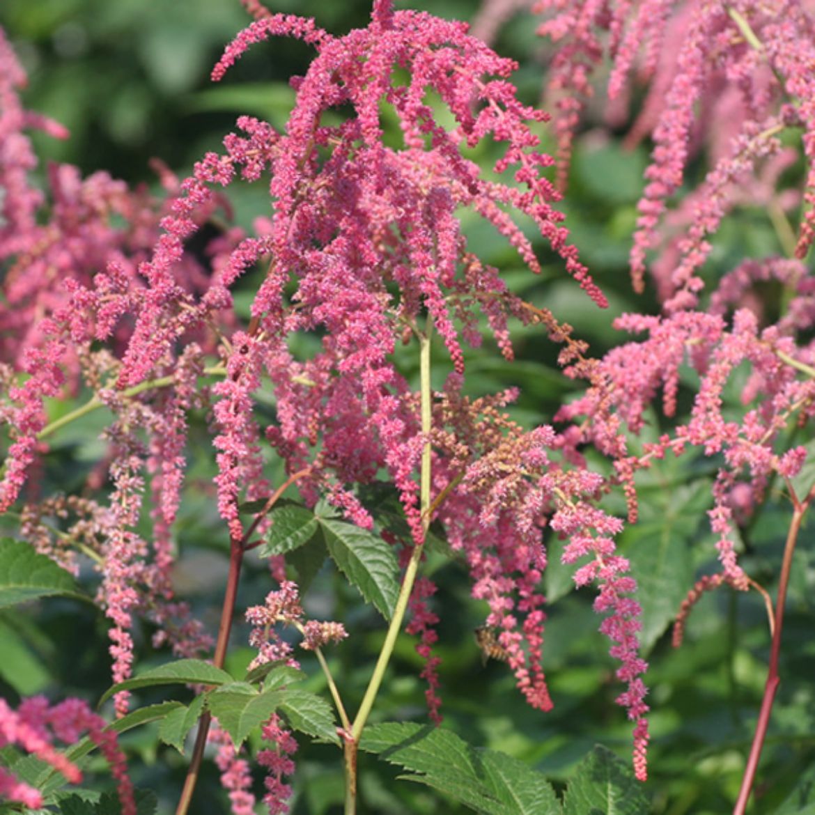 Picture of Astilbe 'Ostrich Plume'