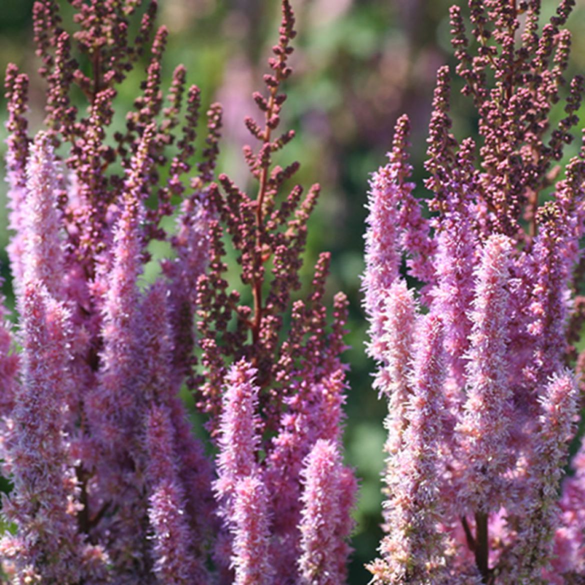 Picture of Astilbe chi. 'Purple Candles'