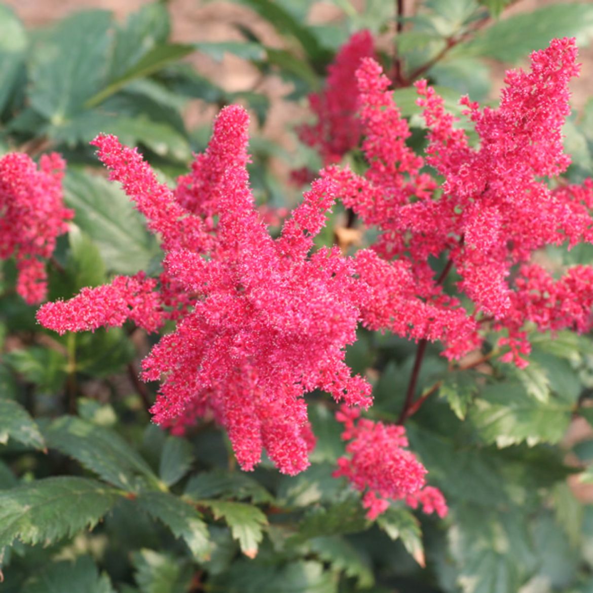 Picture of Astilbe 'Spinell'