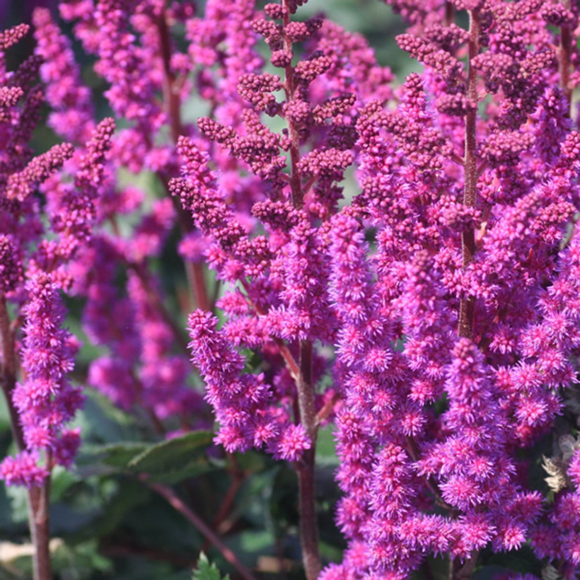 Picture of Astilbe chi. 'Vision in Red'
