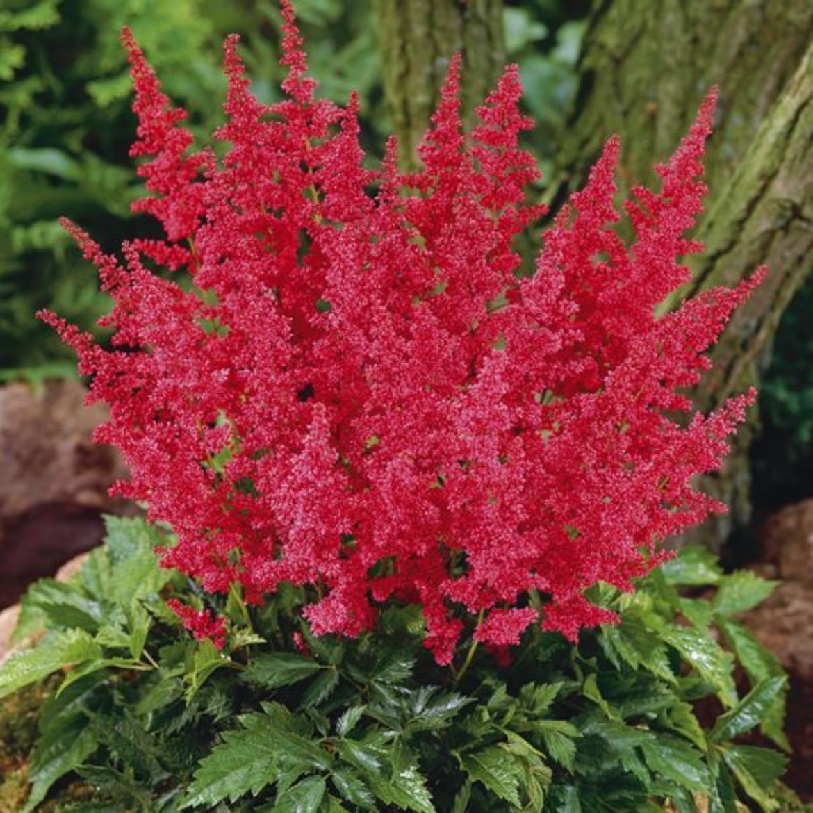 Picture of Astilbe Younique™ Cerise