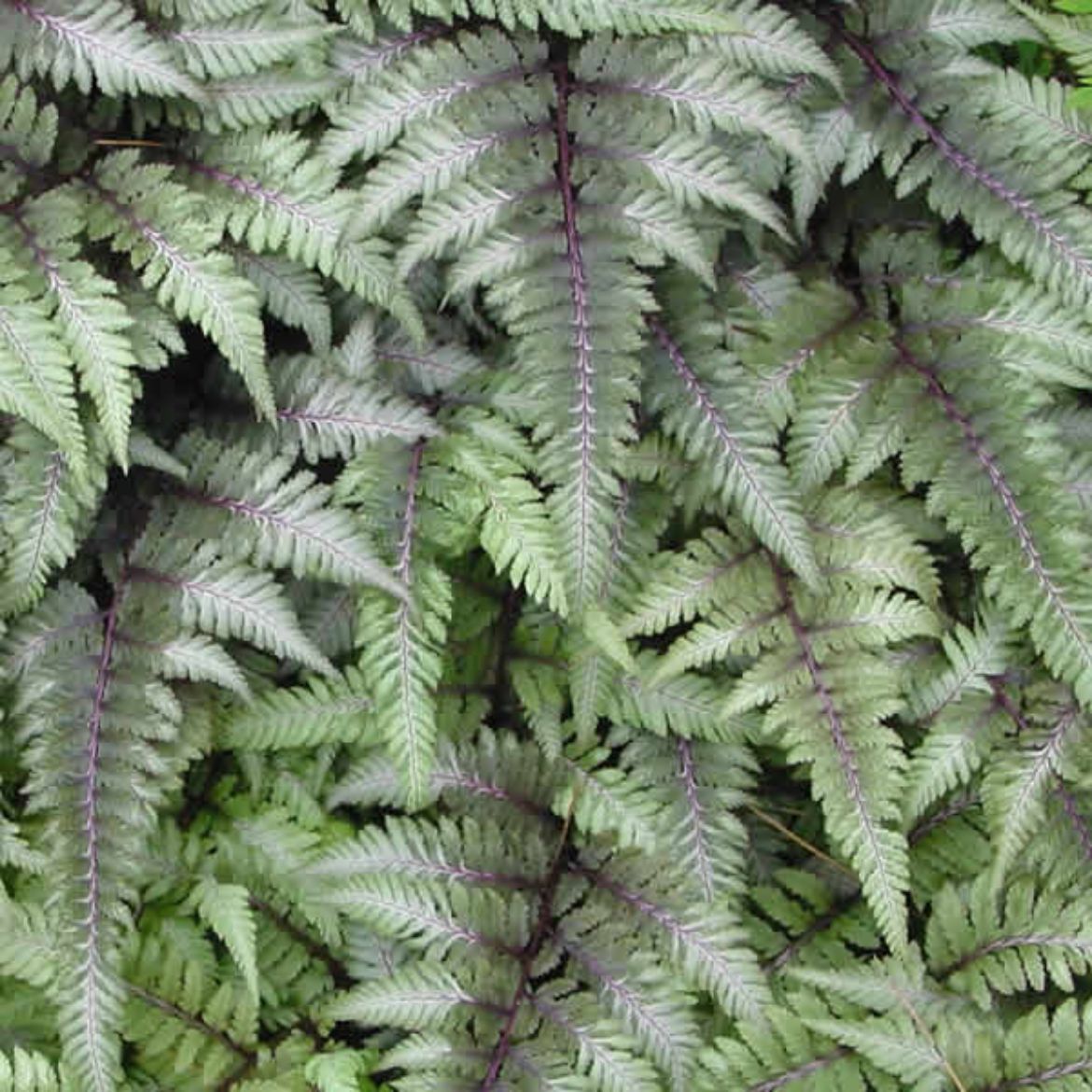 Picture of Athyrium nip. var. pictum (Painted fern)
