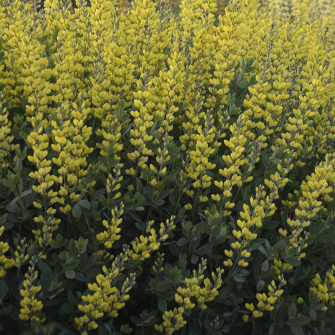 Picture of Baptisia 'American Goldfinch'