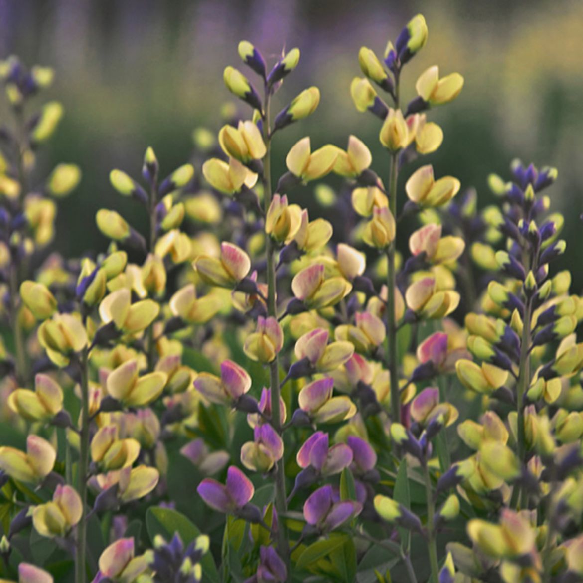 Picture of Baptisia Decadence® Deluxe 'Pink Lemonade'