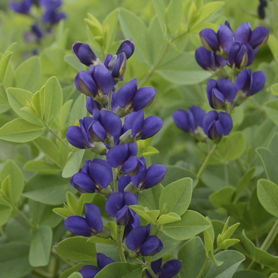 Picture of Baptisia Decadence® 'Sparkling Sapphires'