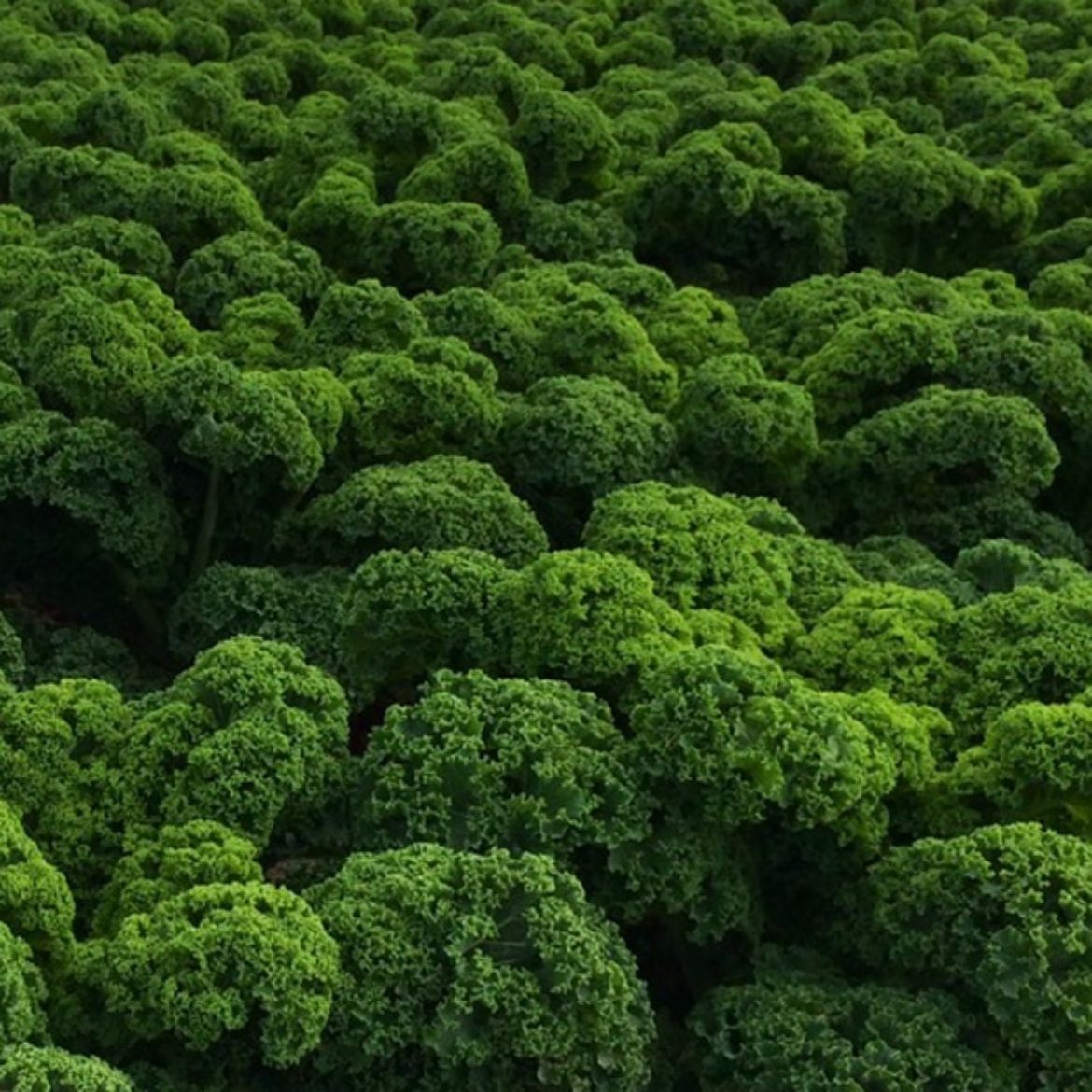 Picture of Brassica (Kale) ole. 'Prizm'