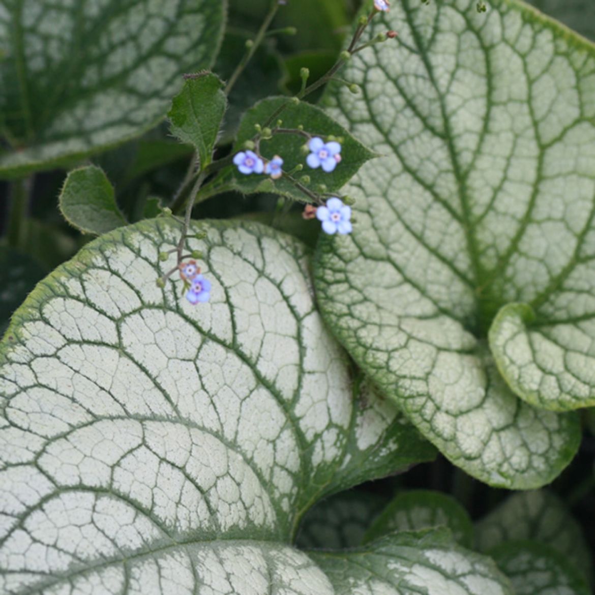 Picture of Brunnera mac. 'Jack Frost'