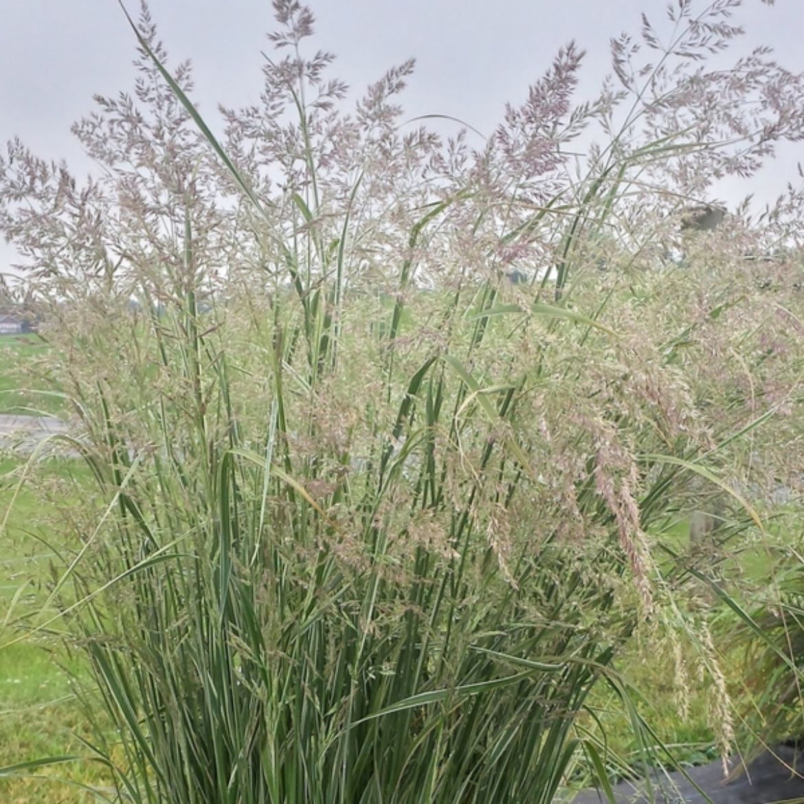 Picture of Calamagrostis acu. Hello Spring!®