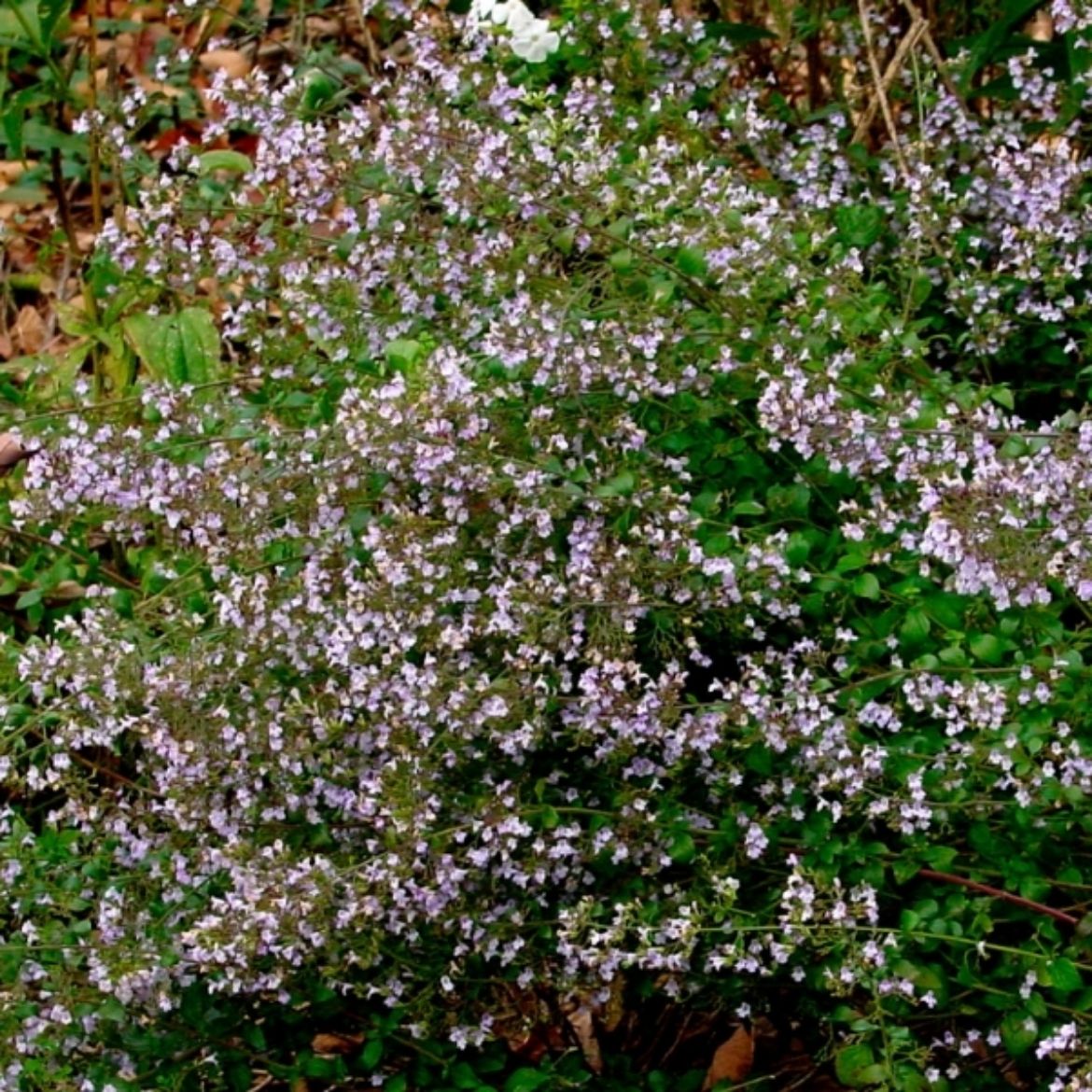Picture of Calamintha nepeta subsp. nepeta