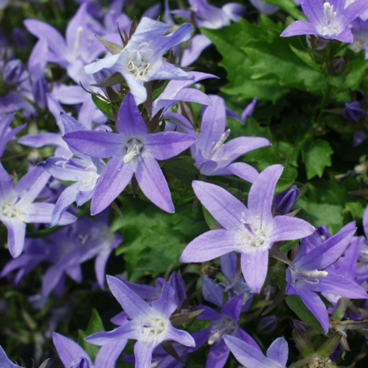 Picture of Campanula pos. 'Blue Waterfall'