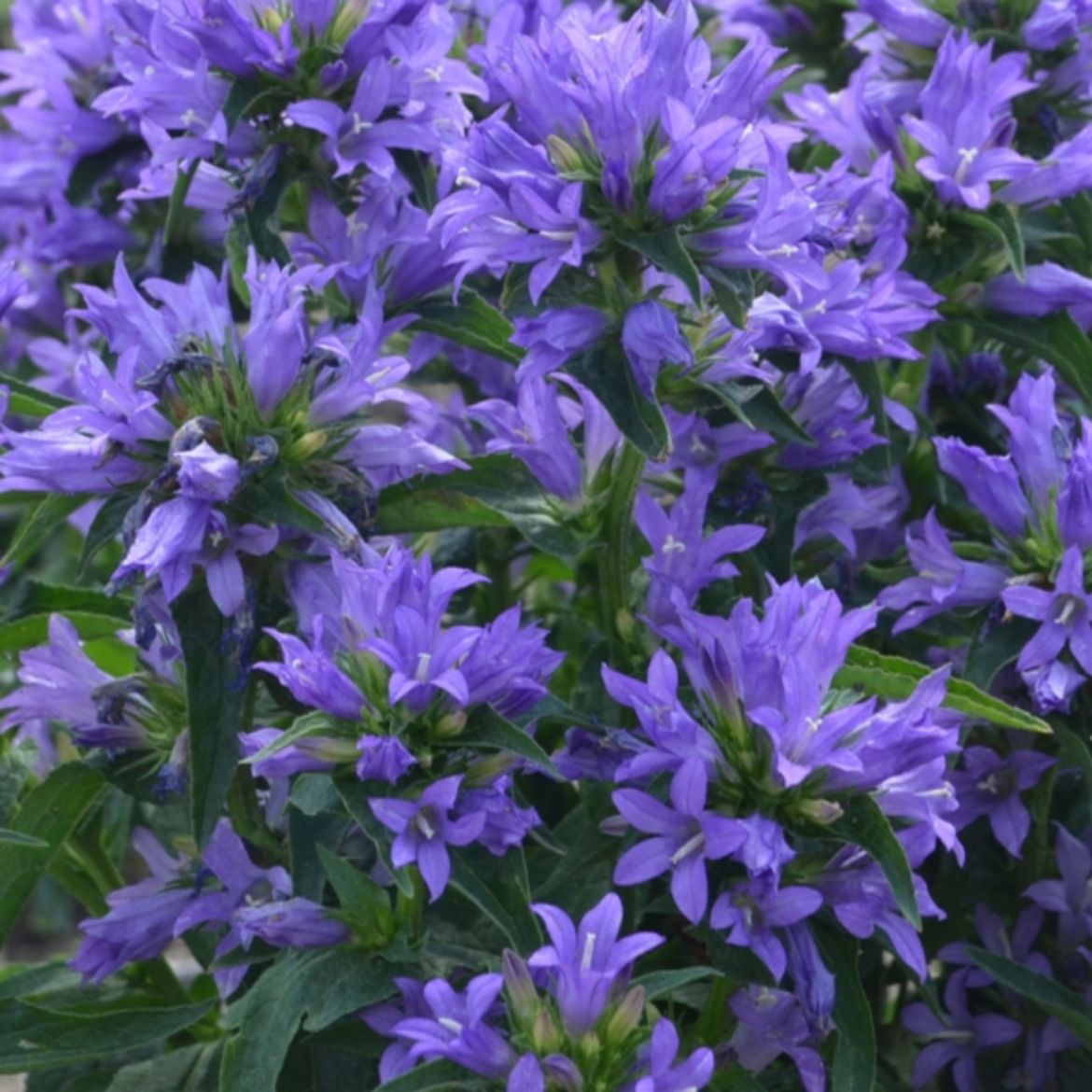 Picture of Campanula glo. 'Church Bells'