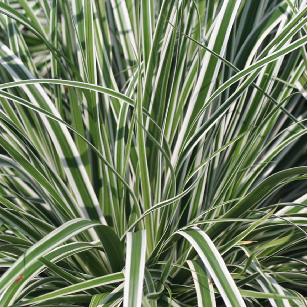 Picture of Carex osh. Evercolor® 'Everest'