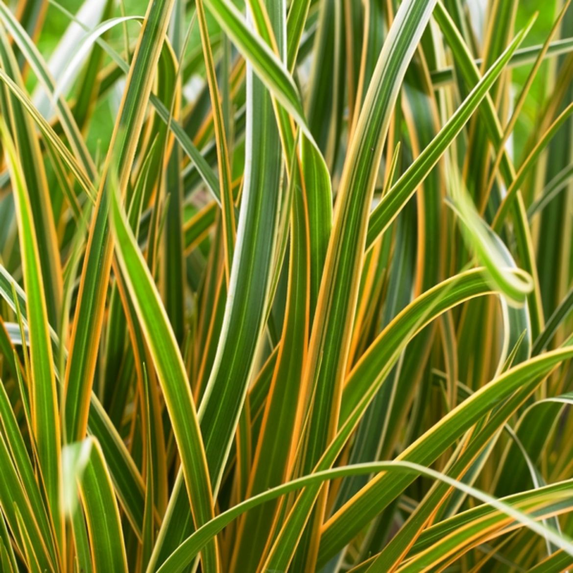 Picture of Carex mor. EverColor® 'Everglow'