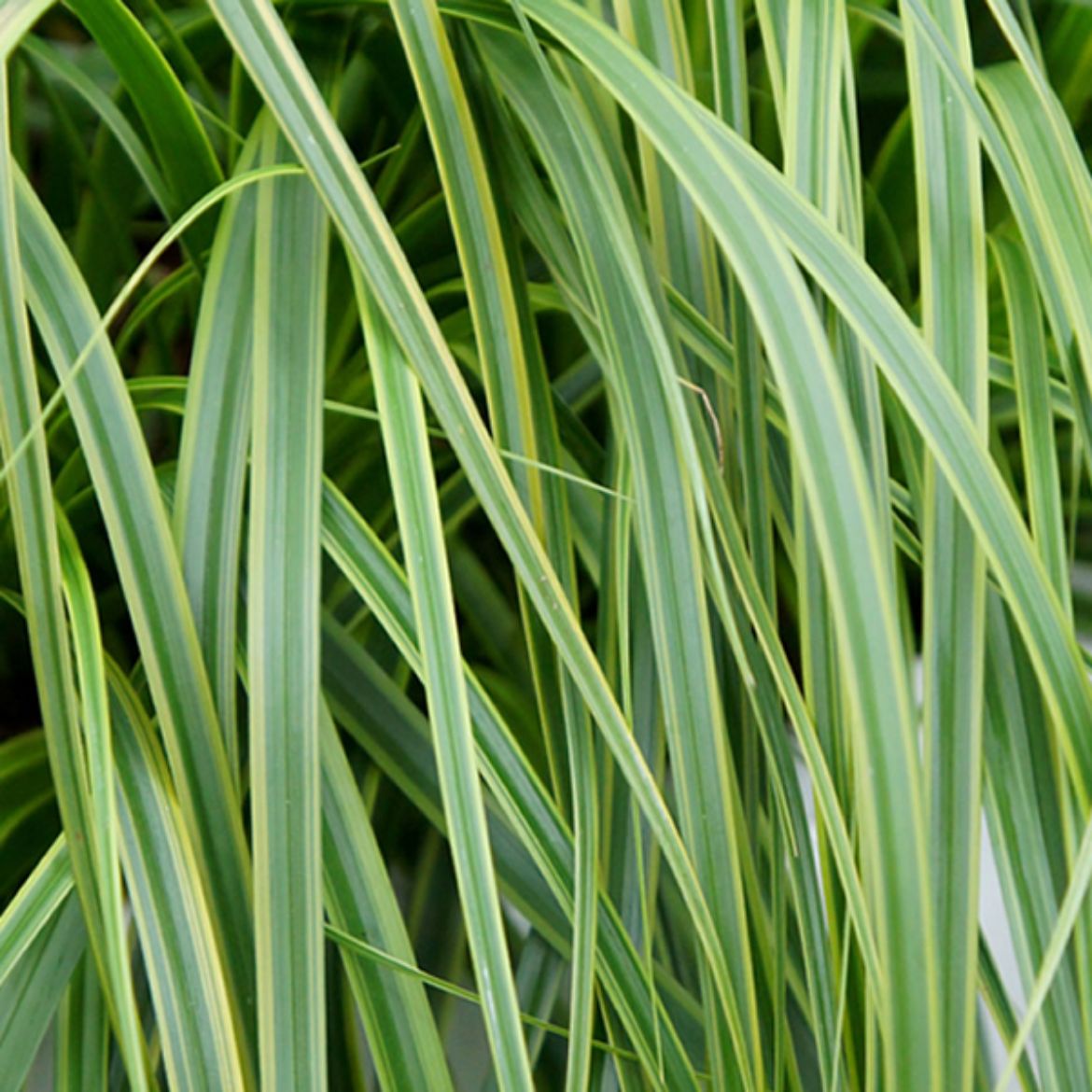 Picture of Carex osh. EverColor® 'Everlime'