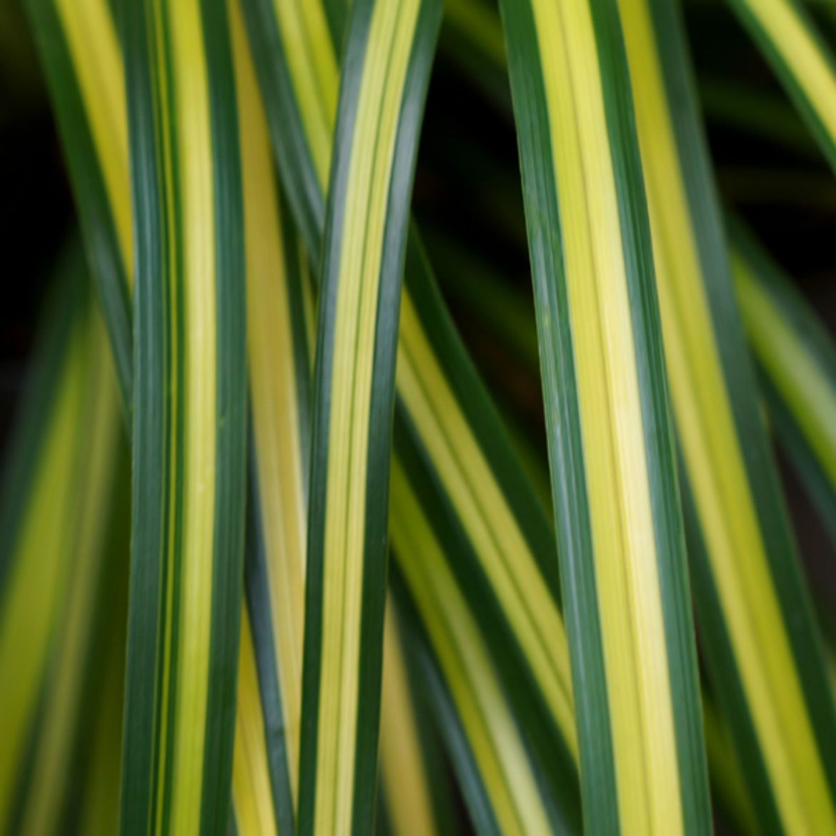 Picture of Carex osh. EverColor® 'Eversheen'