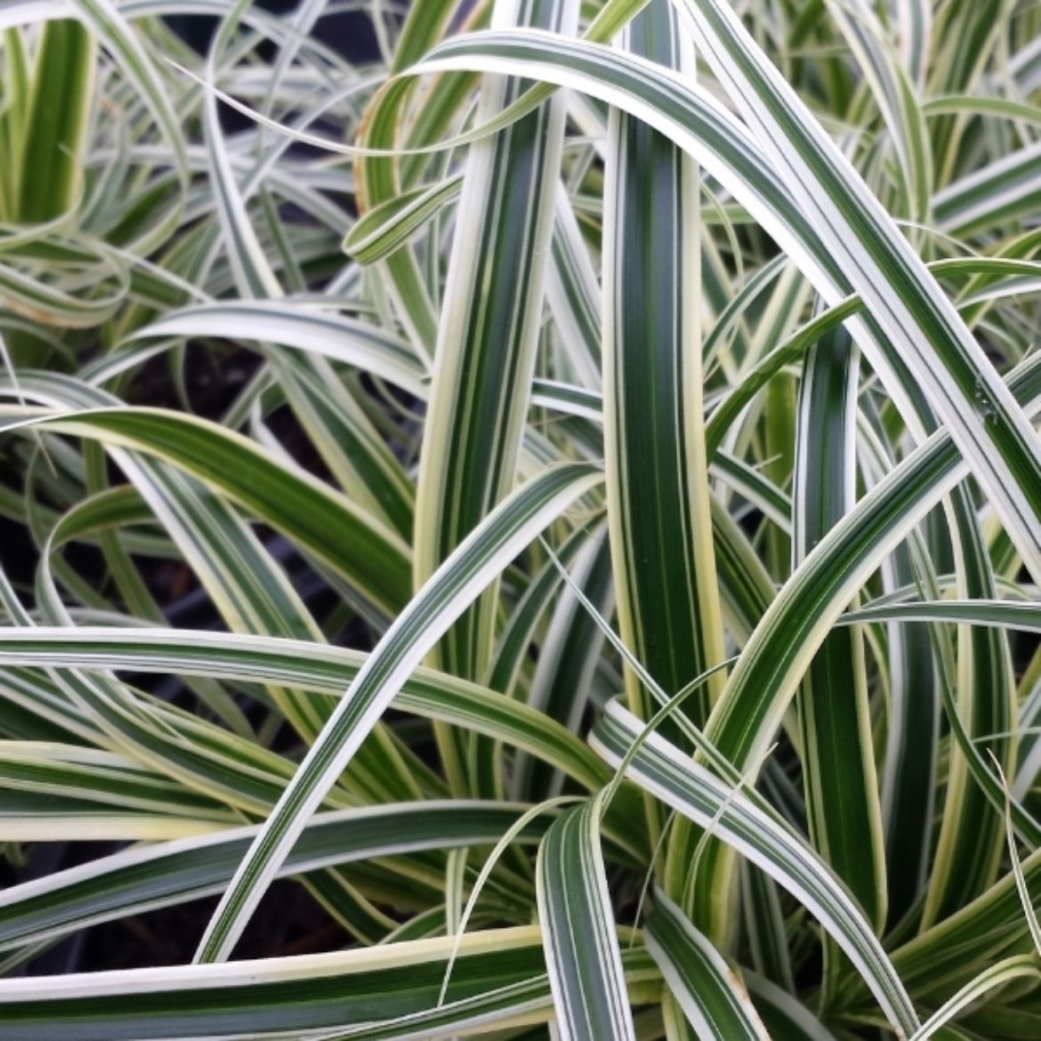 Picture of Carex Feather Falls™