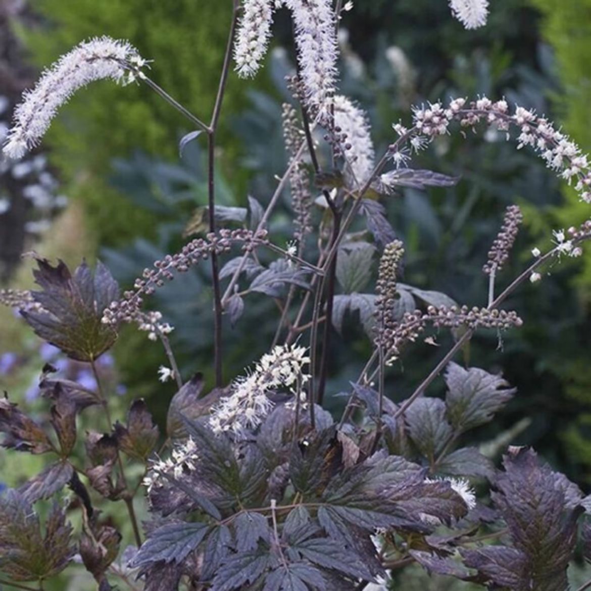 Picture of Actaea 'Queen of Sheba'