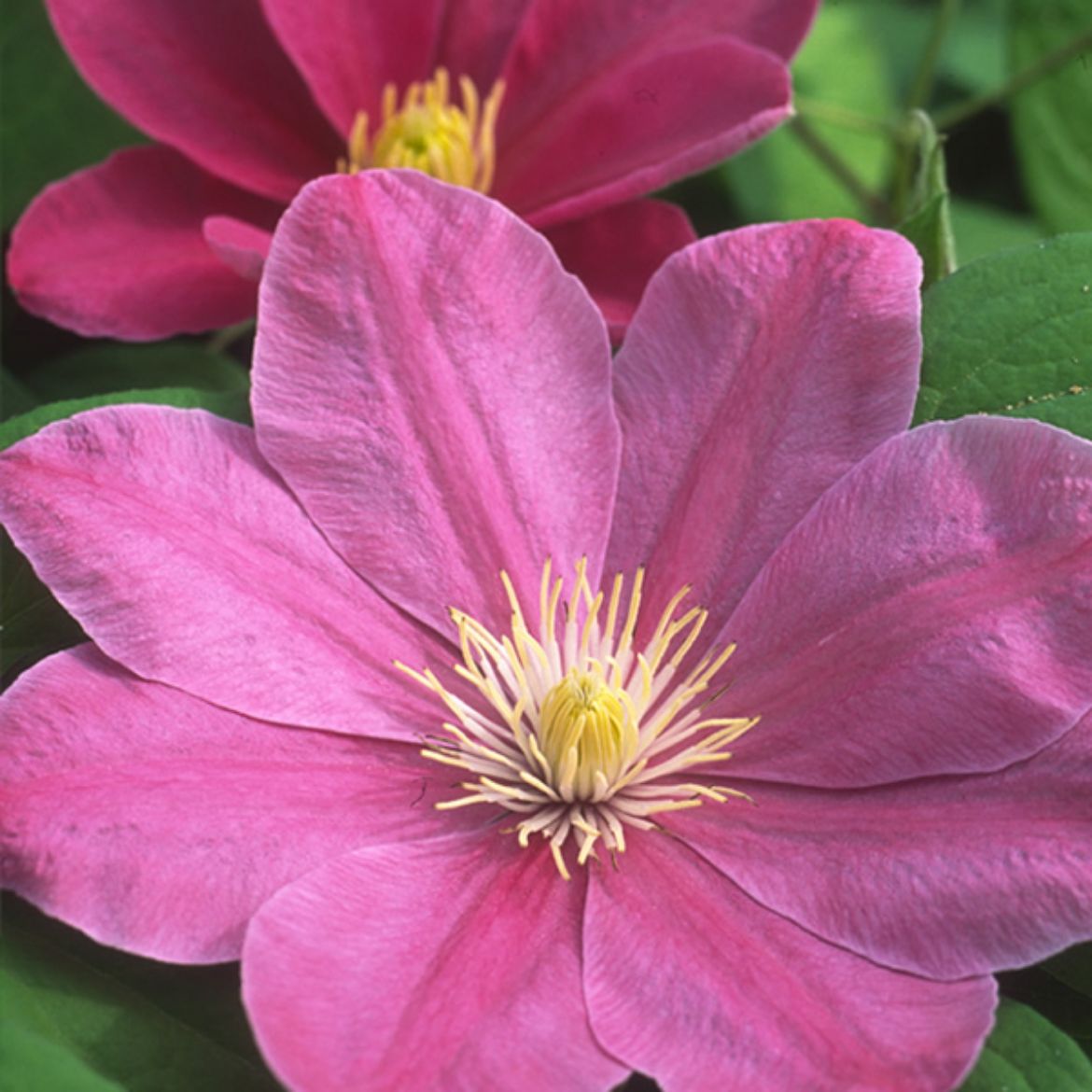 Picture of Clematis Abilene™