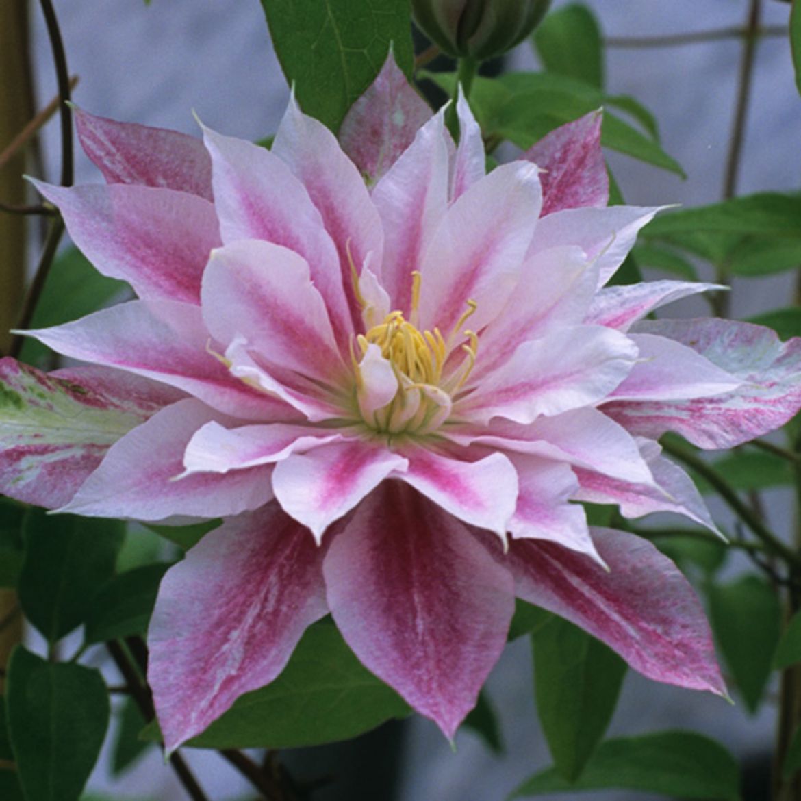 Picture of Clematis 'Andromeda'