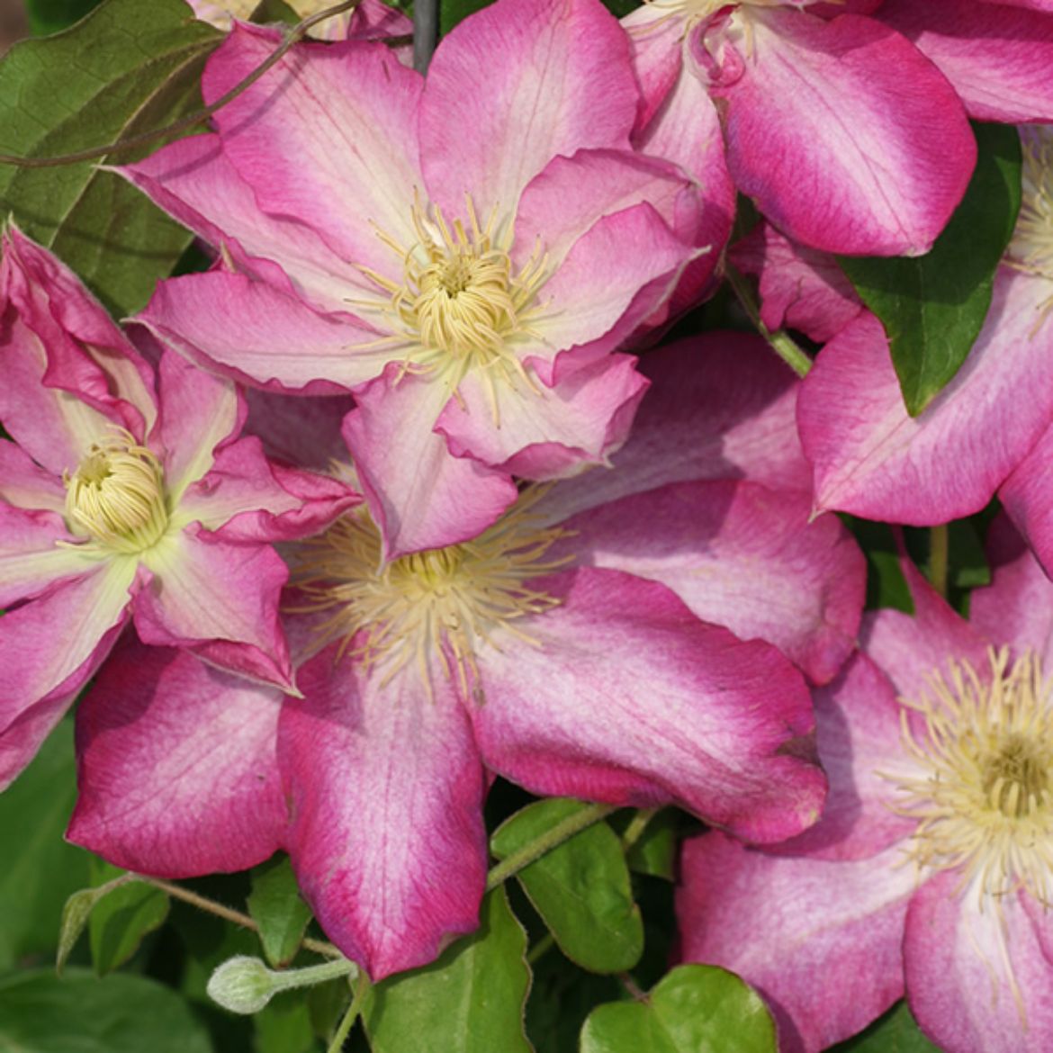 Picture of Clematis 'Asao'