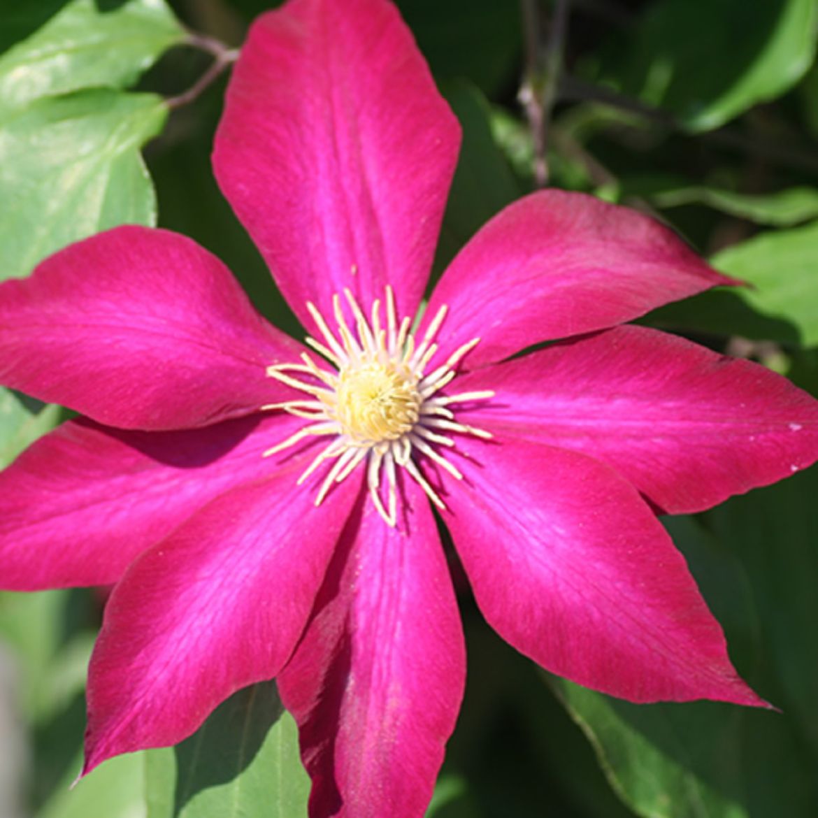 Picture of Clematis Bourbon™