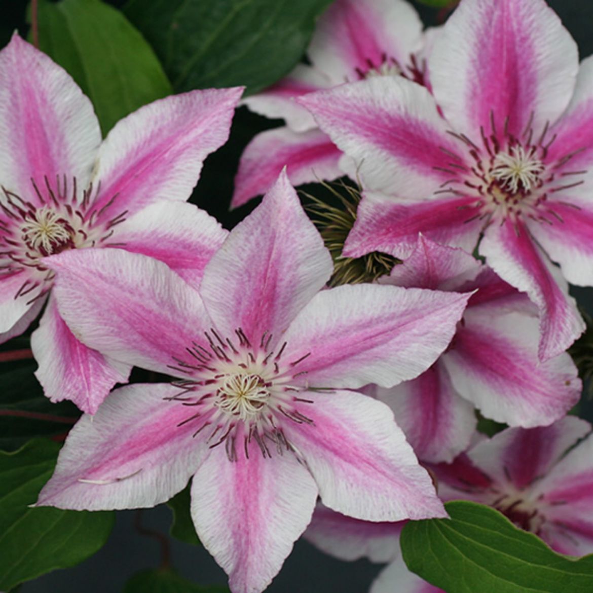 Picture of Clematis 'Carnaby'