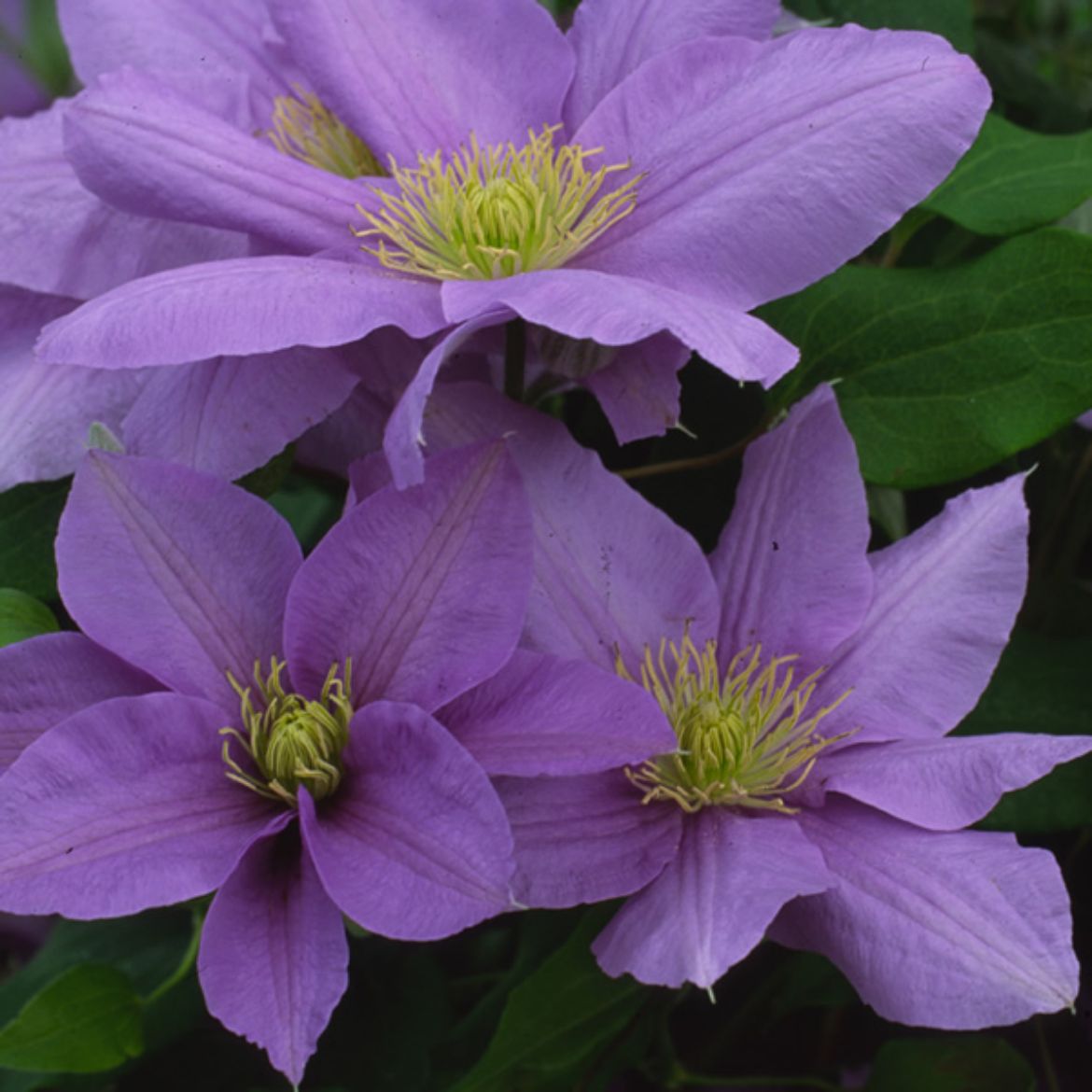 Picture of Clematis Cezanne™