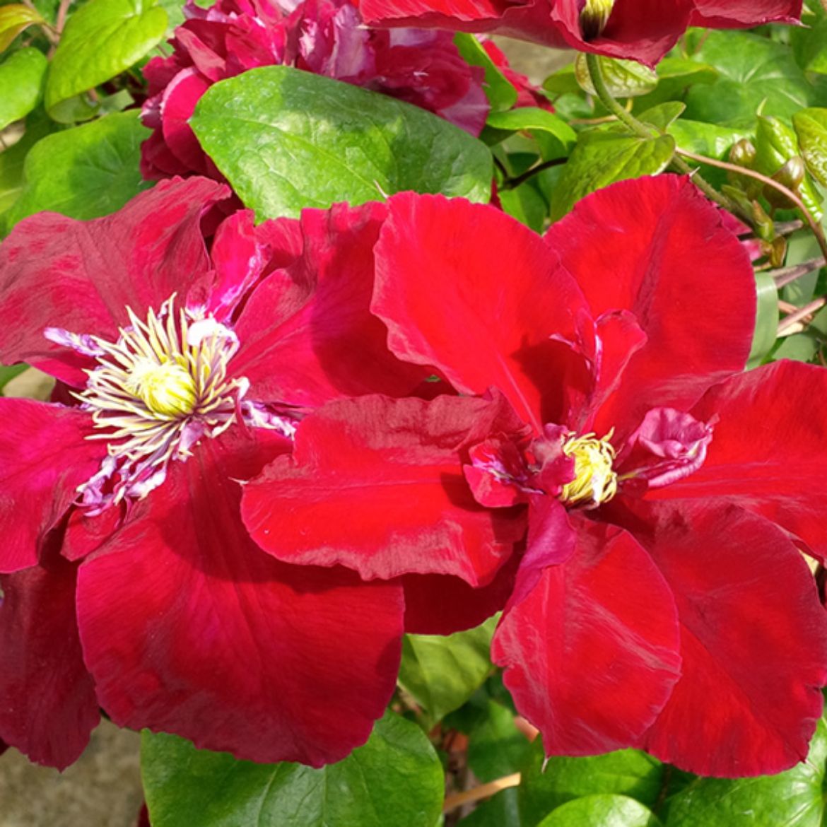 Picture of Clematis Charmaine™