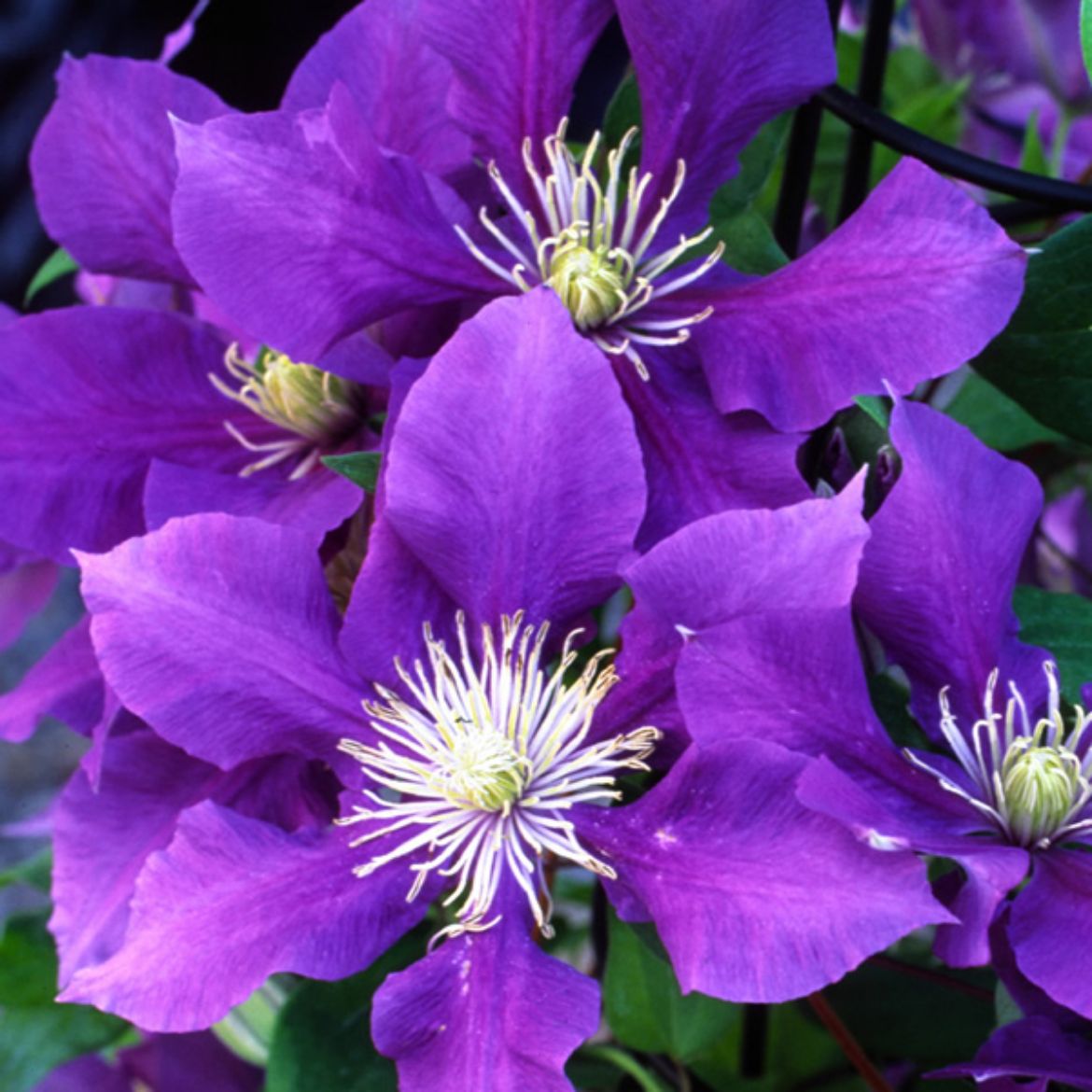 Picture of Clematis Chevalier™