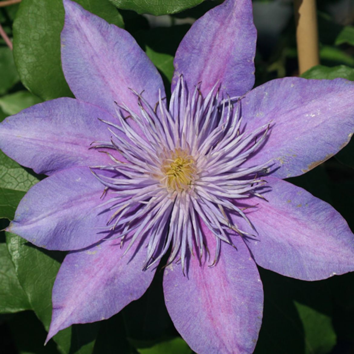 Picture of Clematis Crystal Fountain™