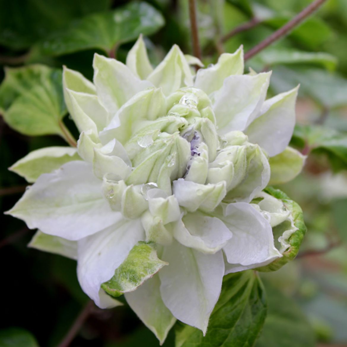 Picture of Clematis 'Diamond Ball'