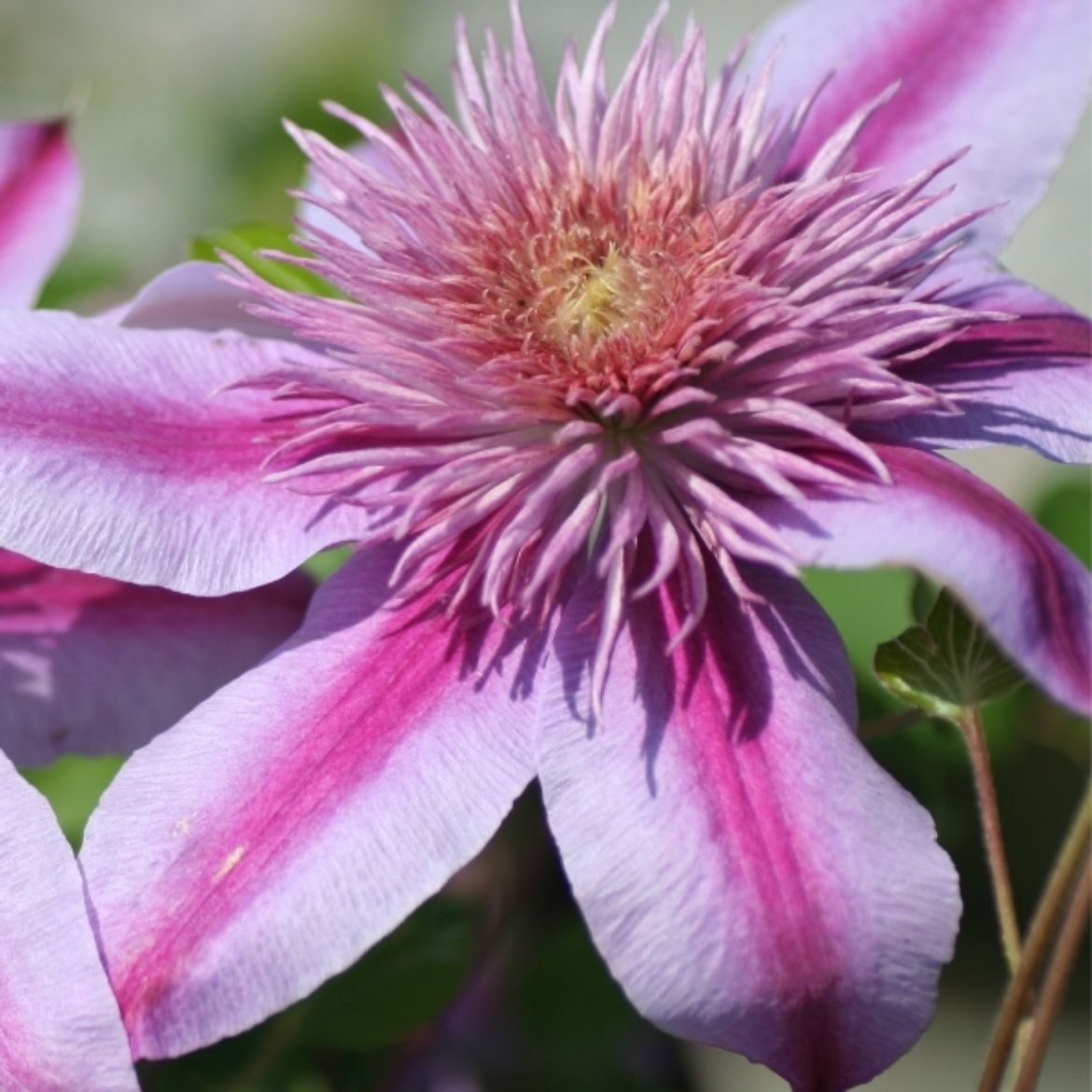 Picture of Clematis Empress™