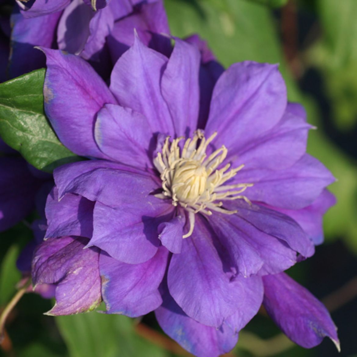 Picture of Clematis Franziska Maria™