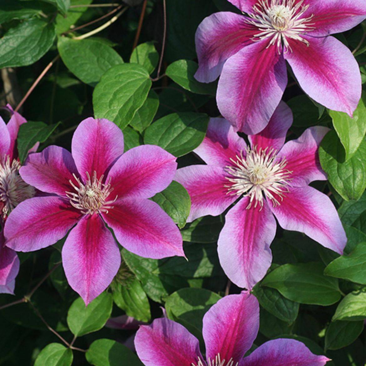 Picture of Clematis 'Kilian Donahue'
