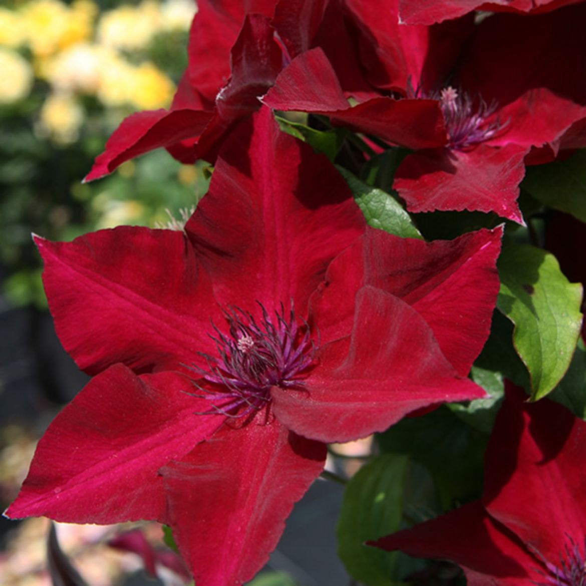 Picture of Clematis Nubia™