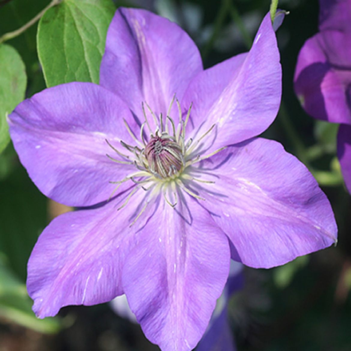 Picture of Clematis Shimmer™