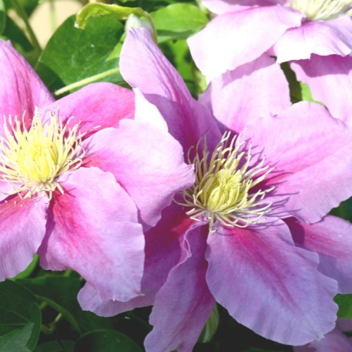 Picture of Clematis Vicki™