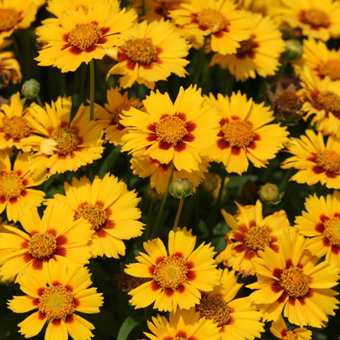 Picture of Coreopsis gra. 'Baby Sun'