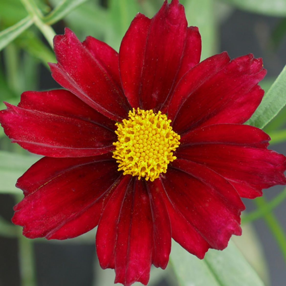 Overdevest Nurseries, LP-Coreopsis Big Bang™ 'Mercury Rising'