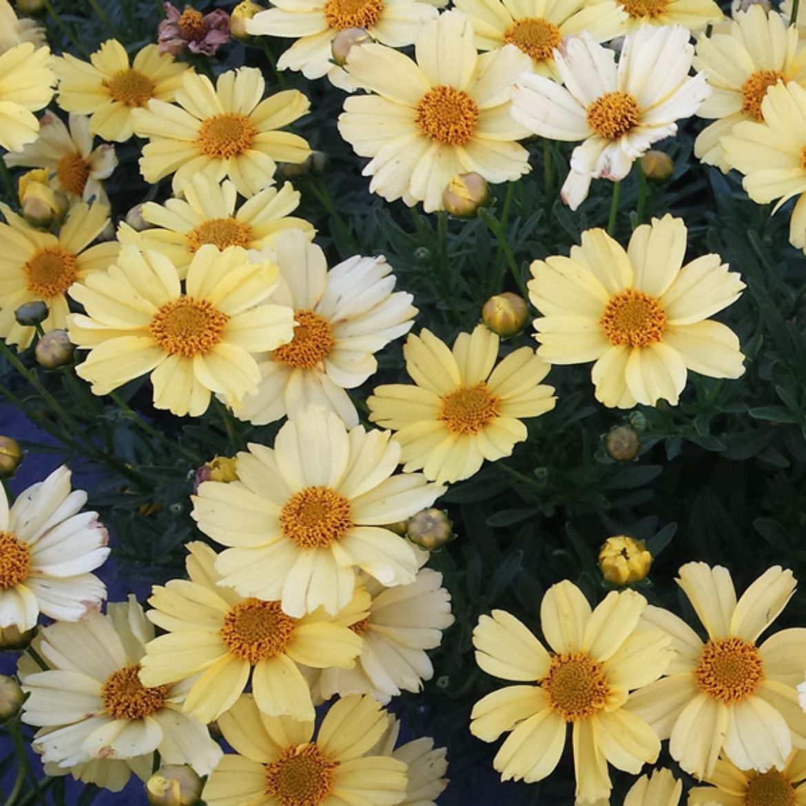 Picture of Coreopsis ver. 'Creme Brulee'