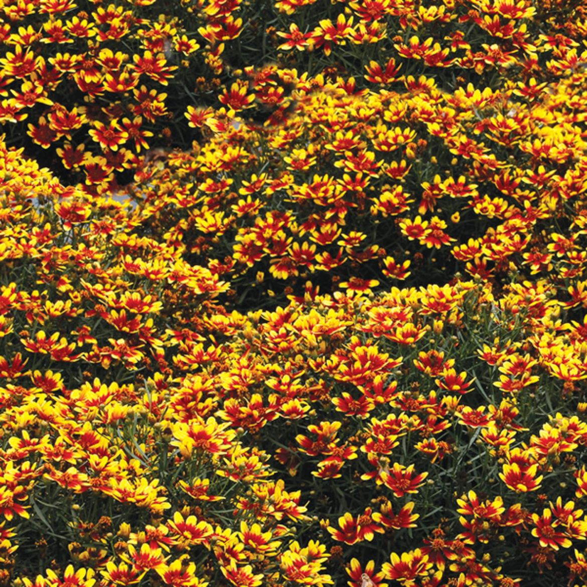 Picture of Coreopsis Honeybunch™ Red & Gold
