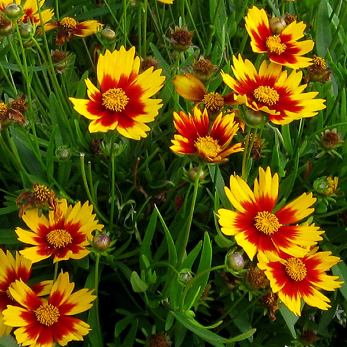 Overdevest Nurseries, LP-Coreopsis Li'l Bang™ 'Daybreak'