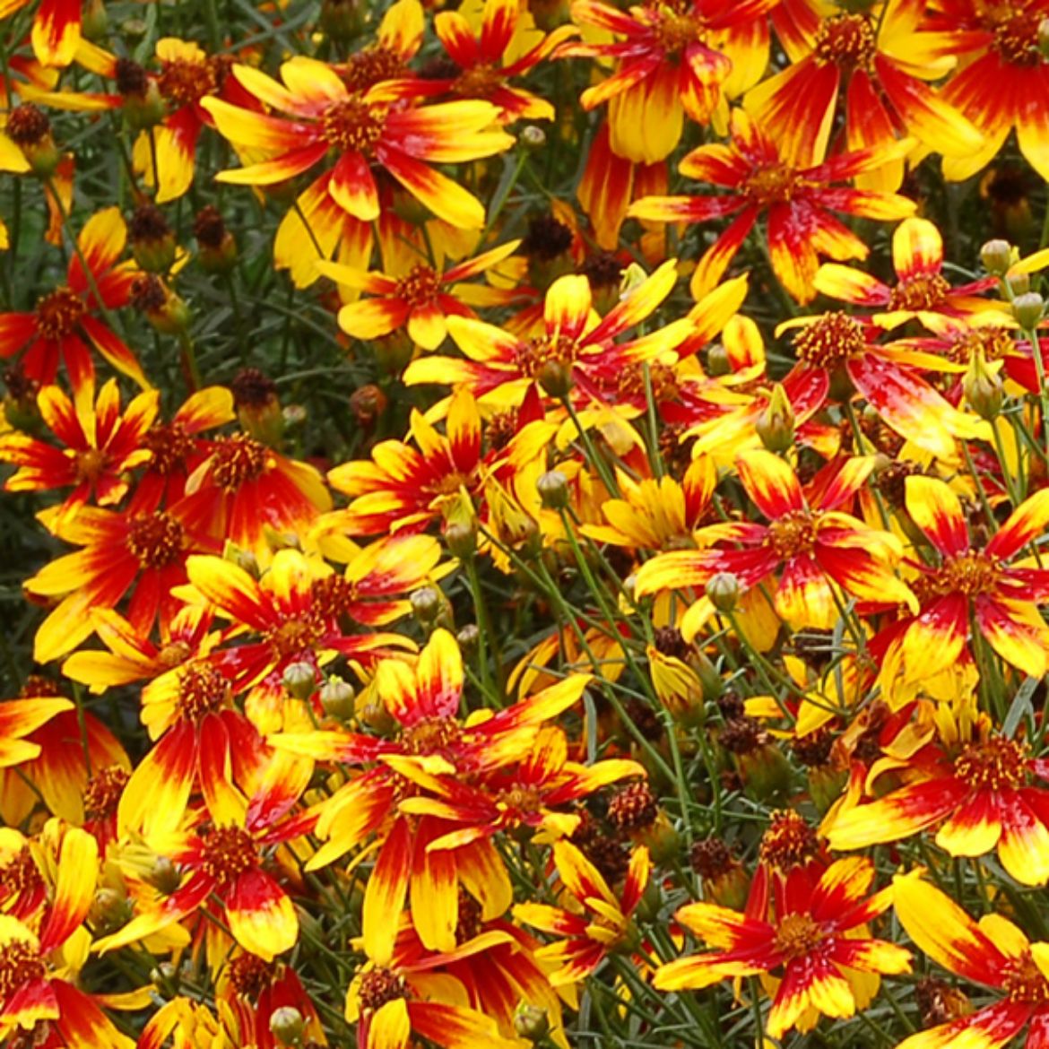 Picture of Coreopsis ver. 'Lightning Bug'