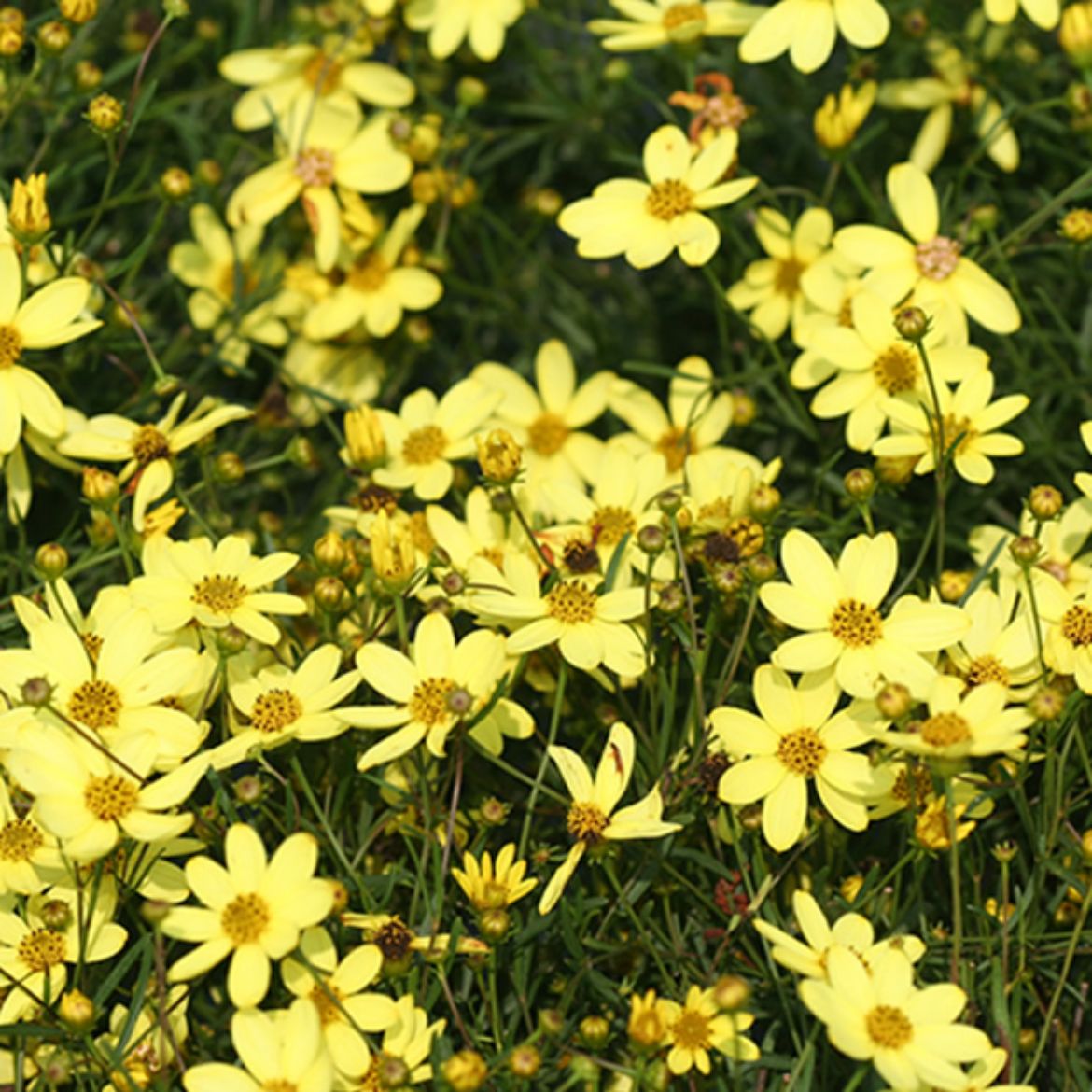 Picture of Coreopsis ver. 'Moonbeam'