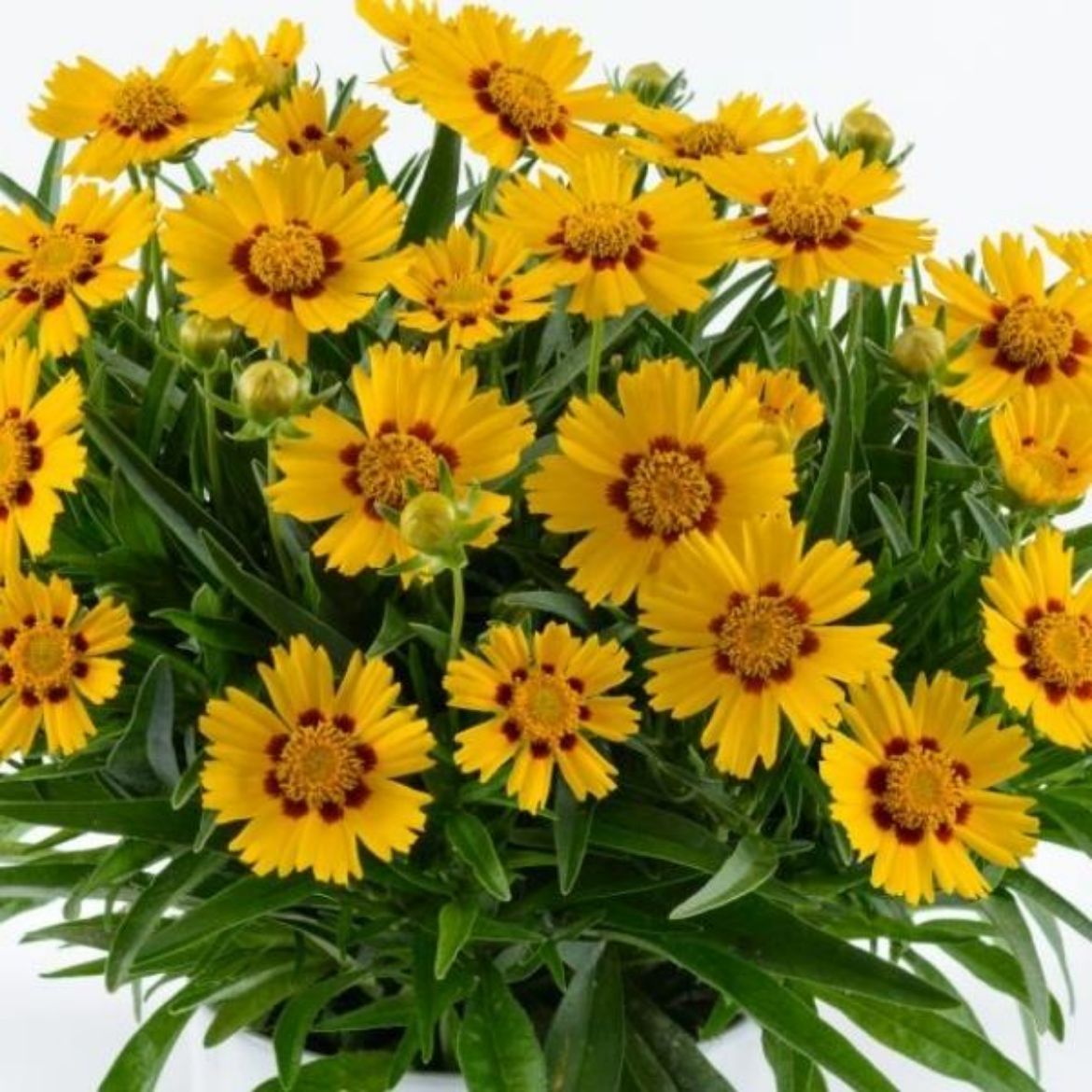 Picture of Coreopsis gra. Solanna™ Bright Touch